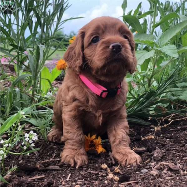 Ruby, Cockapoo Puppy